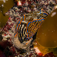 Navanax inermis (Navanax)