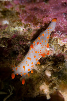 Triopha catalinae (Catalina Triopha)