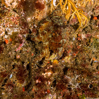 Octopus bimaculatus (Two-Spot Octopus)