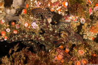 Octopus bimaculatus (Two-Spot Octopus)