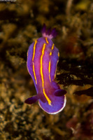 Felimida macfarlandi (MacFarland's Chromodorid)