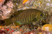Embiotoca jacksoni (Black Perch)