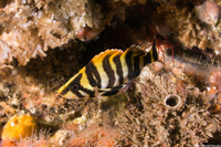 Sebastes serriceps (Treefish)
