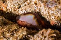Neobernaya spadicea (Chestnut Cowry)