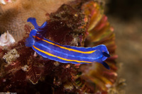 Felimare porterae (Porter's Chromodorid)