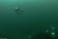 Mola mola (Ocean Sunfish)