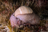 Neverita lewisii (Lewis's Moon Snail)