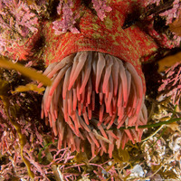 Urticina grebelnyi (Painted Urticina)