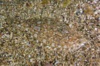 Citharichthys stigmaeus (Speckled Sanddab)