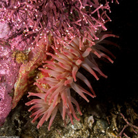 Urticina grebelnyi (Painted Urticina)