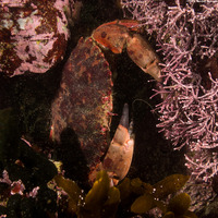 Romaleon antennarium (Pacific Rock Crab)