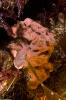 Trididemnum opacum (Trididemnum Opacum)