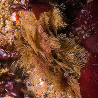 Abietinaria sp.1 (Sea Fir)