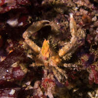Scyra acutifrons (Sharpnose Crab)