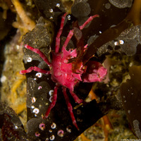 Pugettia richii (Cryptic Kelp Crab)