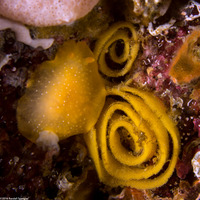 Doriopsilla fulva (White-Speckled Dorid)