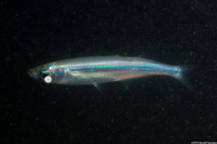 Atherinops affinis (Topsmelt)