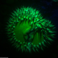 Anthopleura xanthogrammica (Giant Green Anemone)