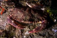 Cancer productus (Red Rock Crab)