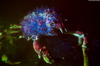 Loxorhynchus grandis (Sheep Crab)