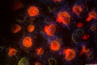 Corynactis californica (Club-Tipped Anemone)