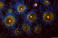 Corynactis californica (Club-Tipped Anemone)