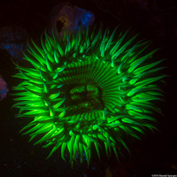 Anthopleura sola (Sunburst Anemone)