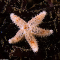 Pisaster ochraceus (Ochre Star)