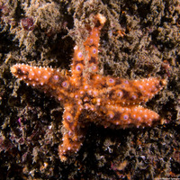 Pisaster giganteus (Giant Spined Star)