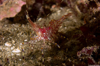Pandalus danae (Dock Shrimp)