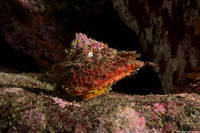 Pomaulax gibberosus (Red Top Snail)