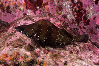 Oxylebius pictus (Painted Greenling)