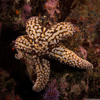 Pisaster giganteus (Giant Spined Star)