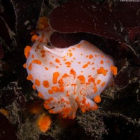 Triopha catalinae (Catalina Triopha)