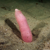 Urechis caupo (Fat Innkeeper Worm)