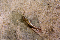 Metacarcinus gracilis (Graceful Crab)