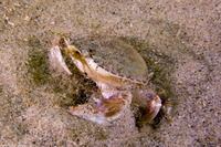 Metacarcinus gracilis (Graceful Crab)