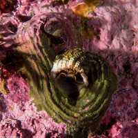 Thylacodes squamigerus (Scaled Wormsnail)