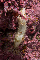 Pseudocnus lubricus (Fisher's Sea Cucumber)