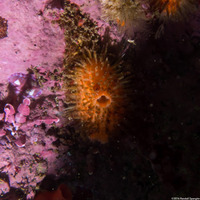 Halocynthia igaboja (Bristly Tunicate)