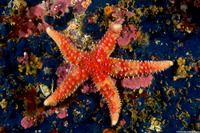 Orthasterias koehleri (Rainbow Star)