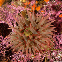 Urticina grebelnyi (Painted Urticina)