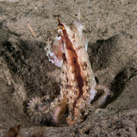 Octopus rubescens (Red Octopus)