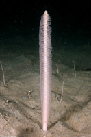 Stylatula elongata (White Sea Pen)