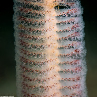 Stylatula elongata (White Sea Pen)