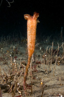Styela montereyensis (Stalked Tunicate)