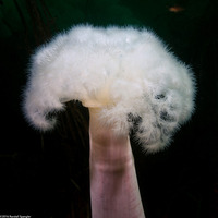 Metridium farcimen (White-Plumed Anemone)