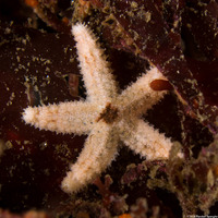 Pisaster ochraceus (Ochre Star)
