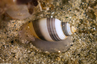 Rictaxis punctocaelatus (Striped Barrel Shell)