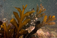 Stephanocystis osmundacea (Chain-Bladder Kelp)